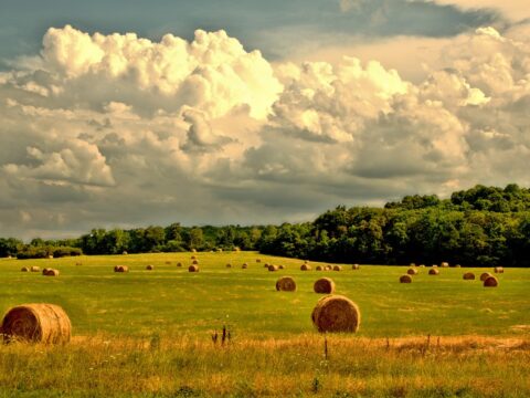 farmland